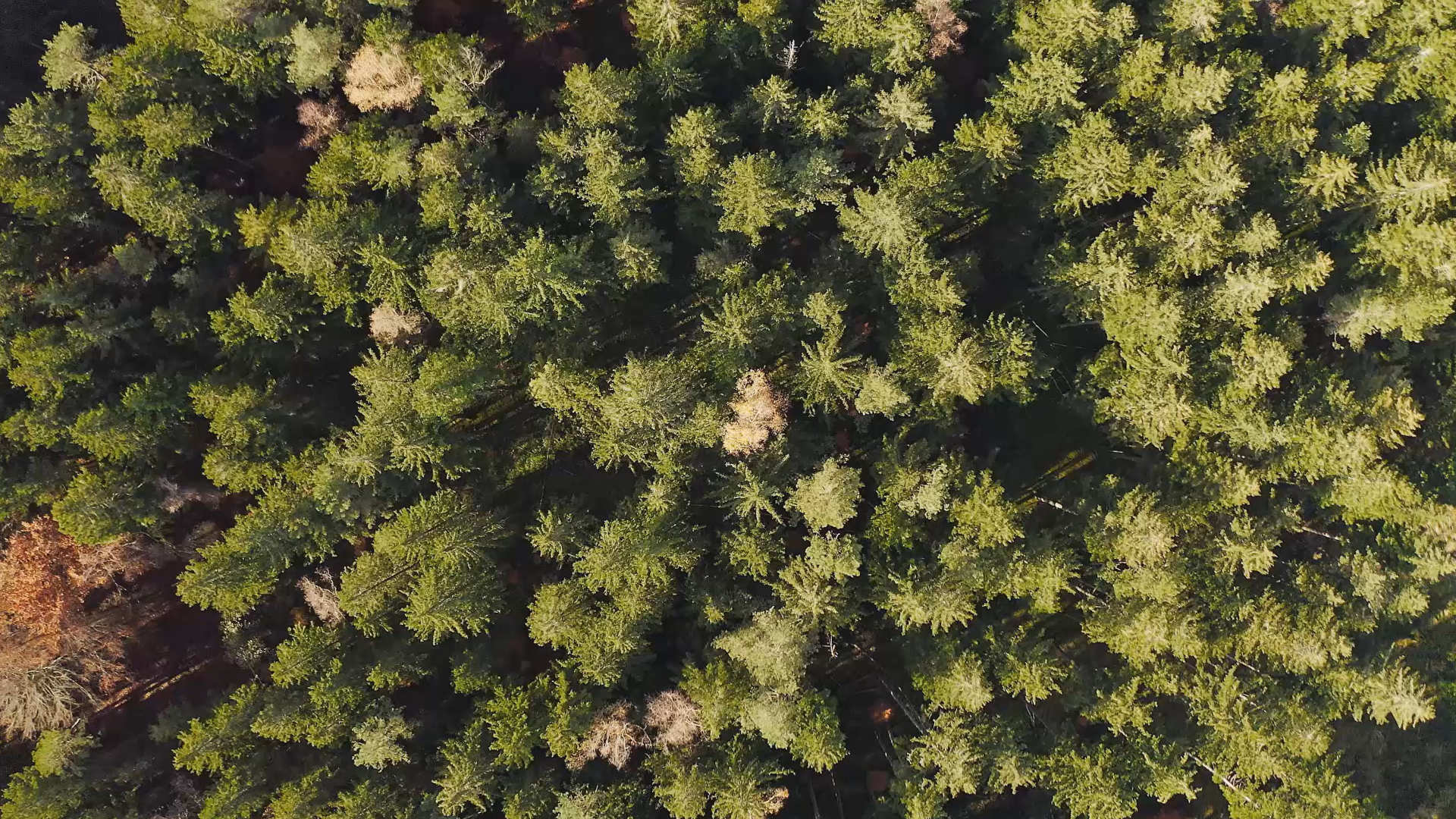 Wald