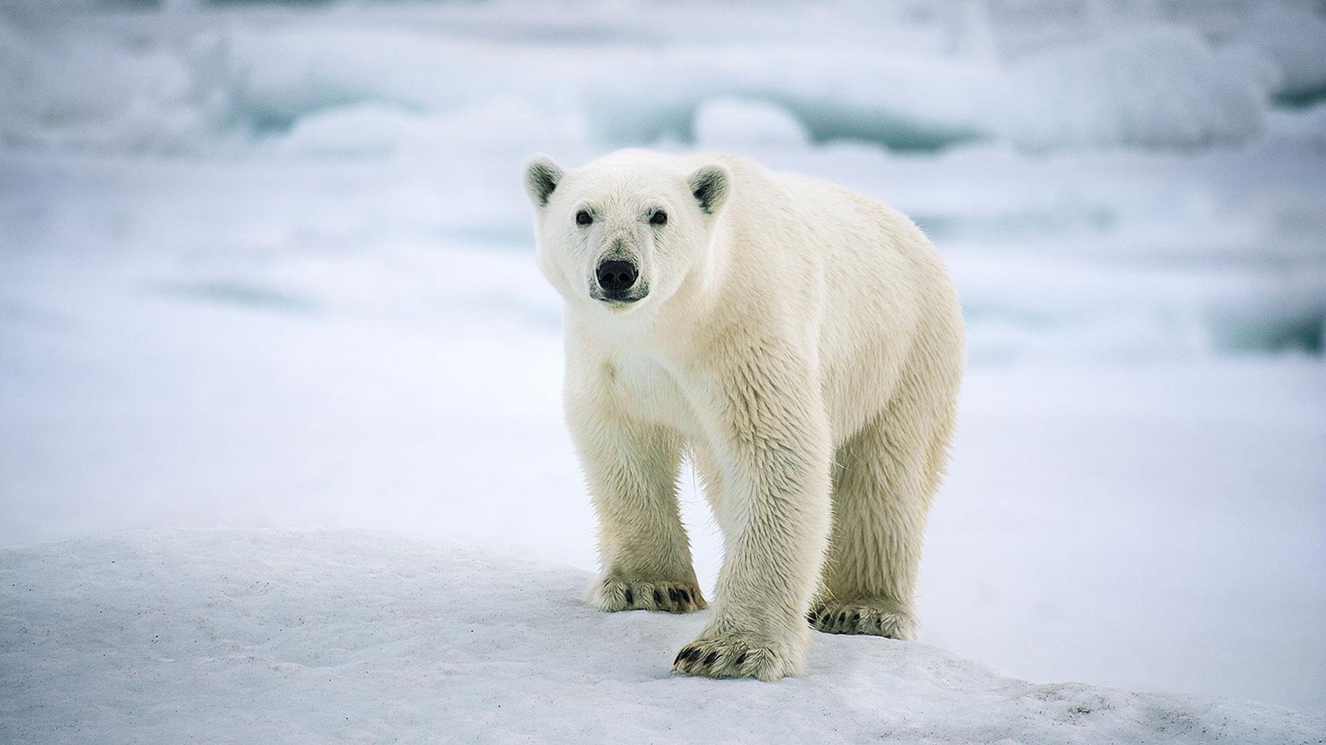 Sebastian Copeland, preisgekrönter Fotograf, Abenteurer und aktiver Umweltschützer.