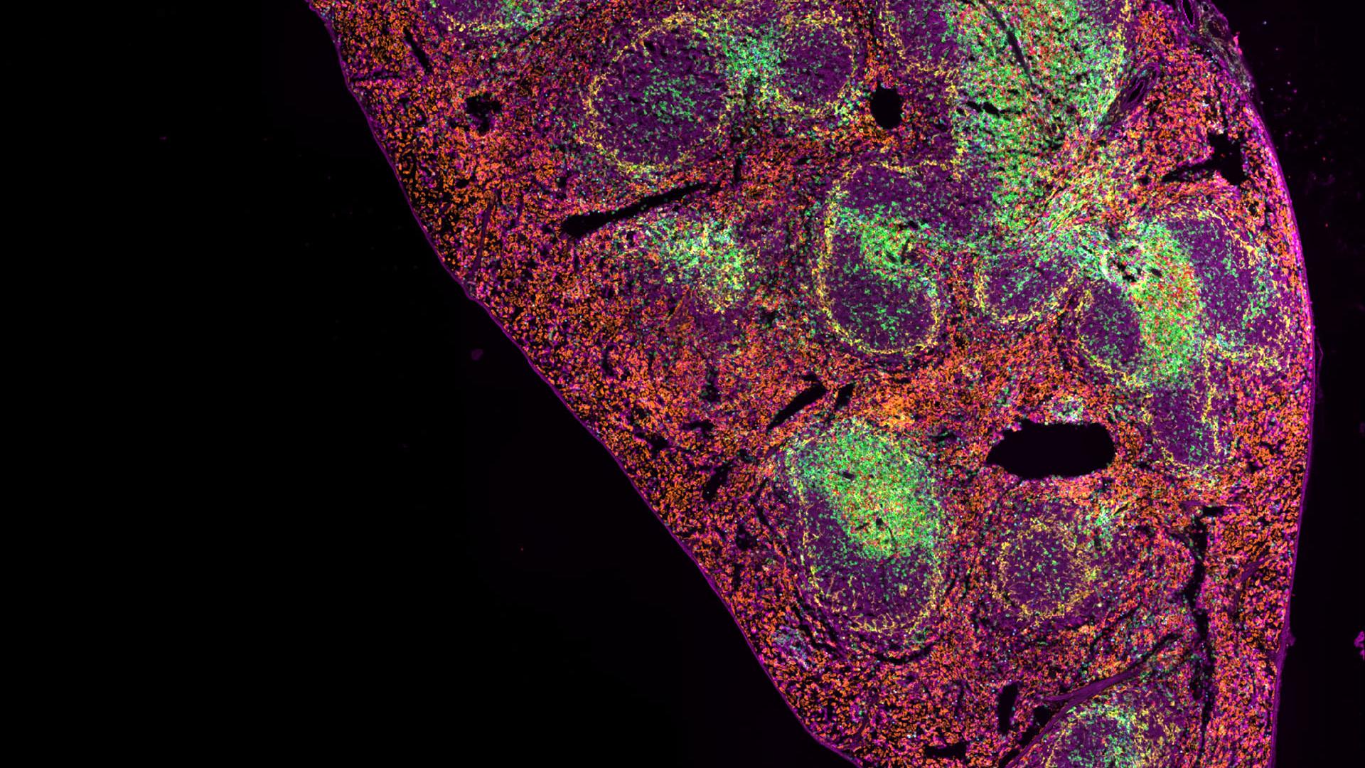5 μm großer FFPE-Feinschnitt einer Milz (Maus), gefärbt mit 7 IF-Markern und DAPI (nicht gezeigt), aufgenommen am ZEISS Axioscan 7 spatial biology