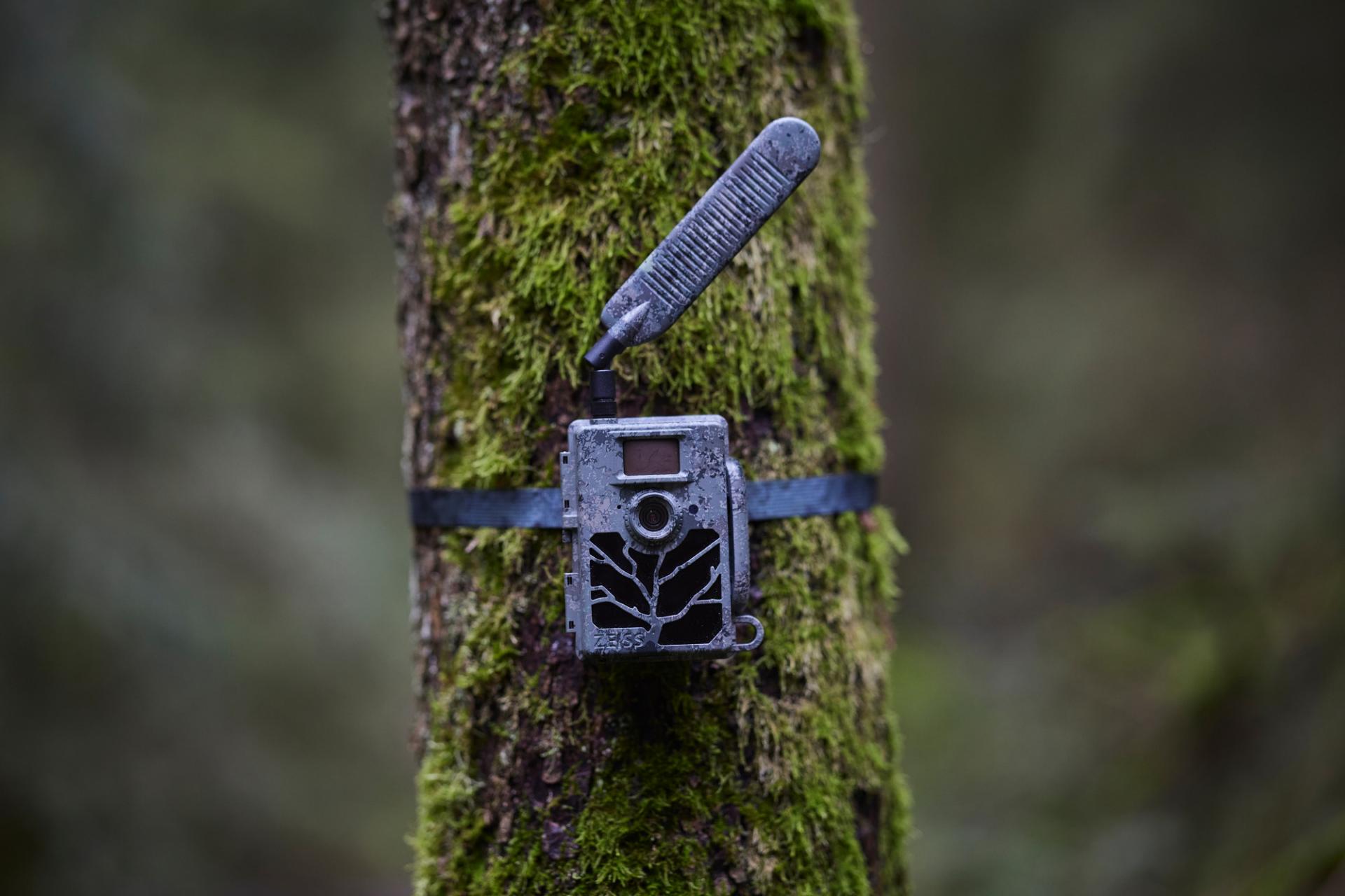 Ein Mann in Outdoor-Kleidung befestigt eine ZEISS-Wildkamera an einem Baum im Wald.