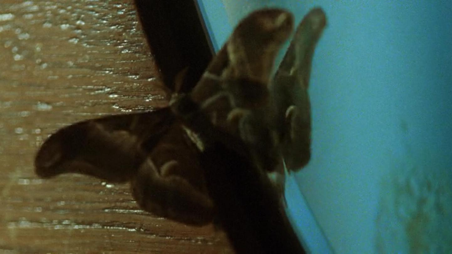 Close-up image of a brown moth resting on the edge of a wooden surface next to blue-tinted glass, highlighting fine detail and texture, ideal for showcasing ZEISS optical precision.
