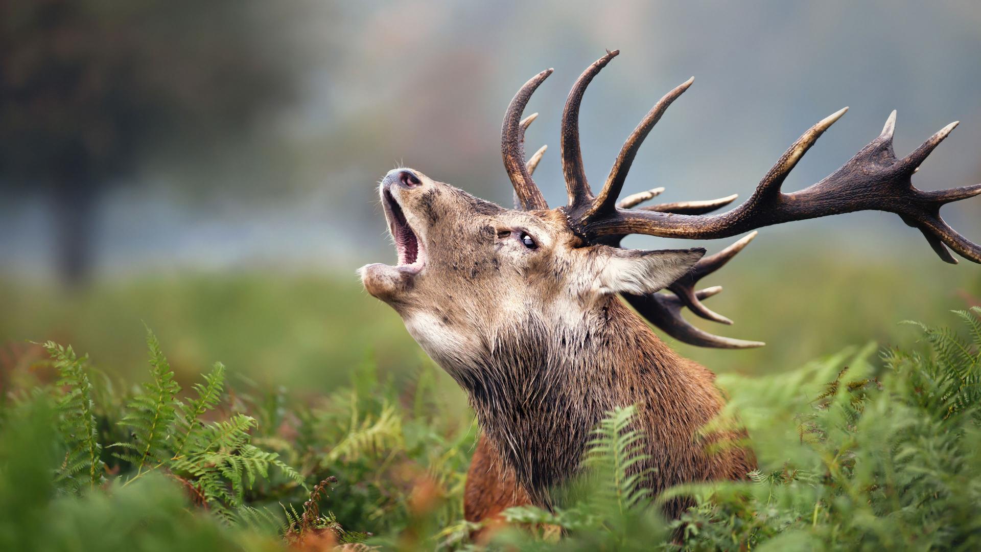 Ein majestätischer Hirsch mit beeindruckendem Geweih brüllt in die Wildnis, detailgetreu eingefangen mit ZEISS Optik, umgeben von üppig grünen Farnen in seinem natürlichen Lebensraum.