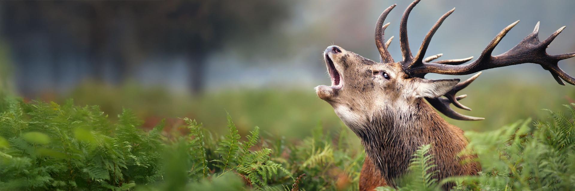 Ein majestätischer Hirsch mit beeindruckendem Geweih brüllt in die Wildnis, detailgetreu eingefangen mit ZEISS Optik, umgeben von üppig grünen Farnen in seinem natürlichen Lebensraum.