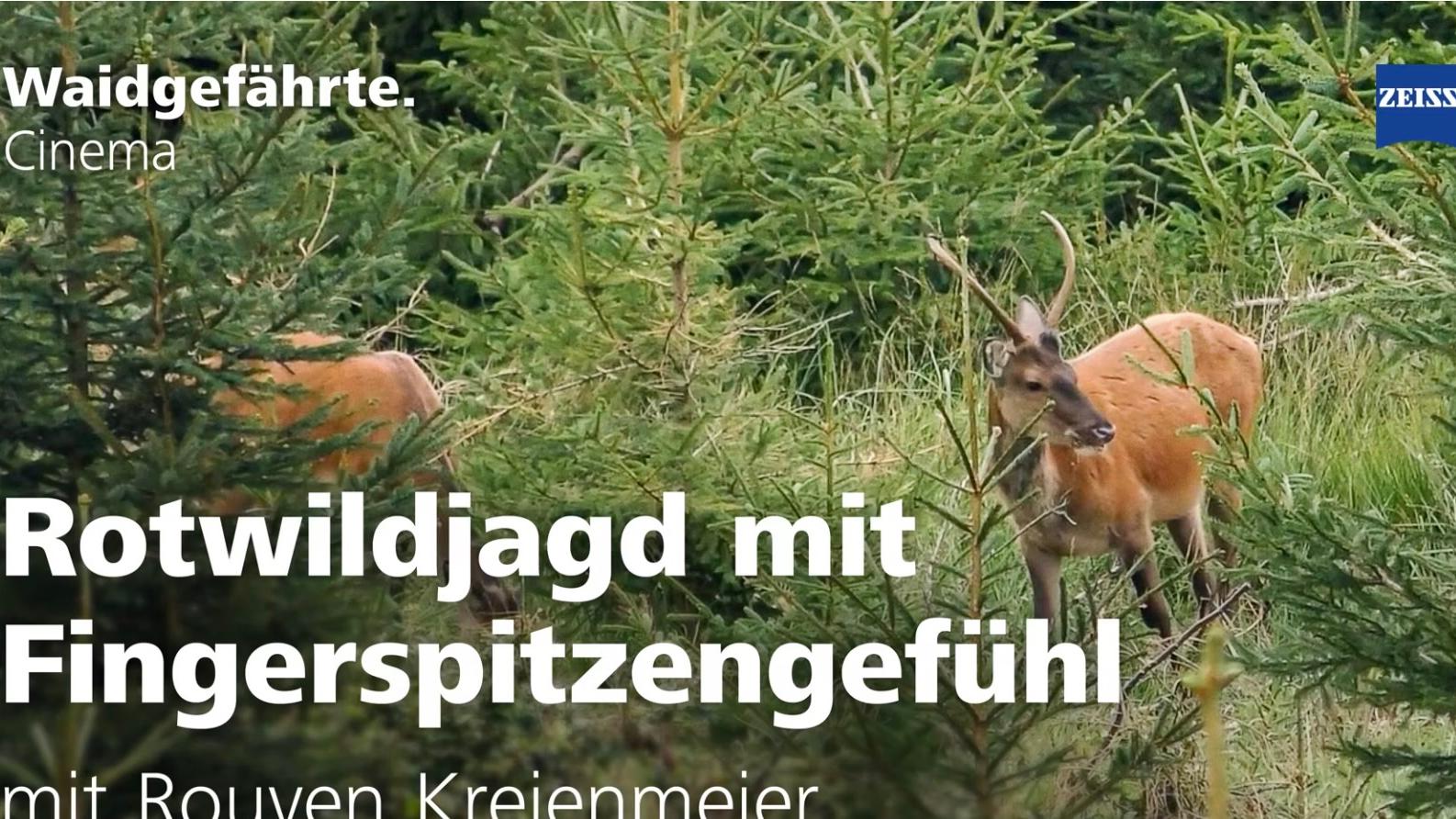Ein Hirsch tritt zwischen jungen Tannen im Wald hervor und symbolisiert die Rotwildjagd mit Fingerspitzengefühl, präsentiert von ZEISS.