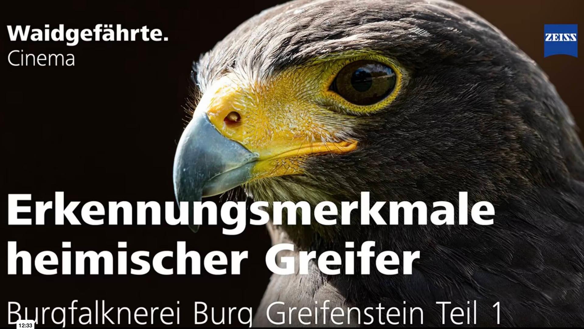 Nahaufnahme eines Greifvogels mit gelbem Schnabel und scharfem Blick zur Darstellung typischer Erkennungsmerkmale, präsentiert von ZEISS.