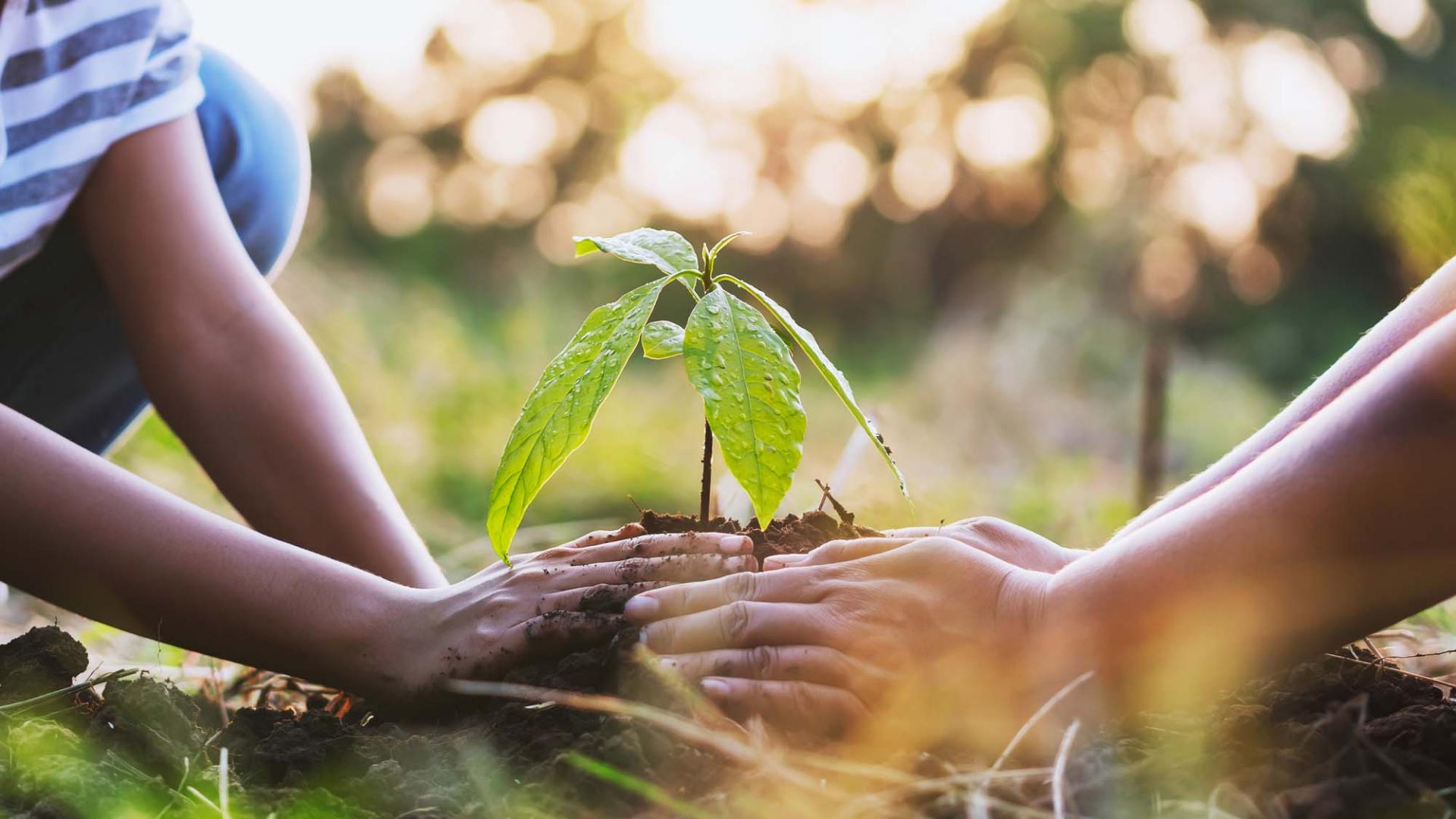 Zwei Kinder pflanzen einen kleinen Baum in die Erde