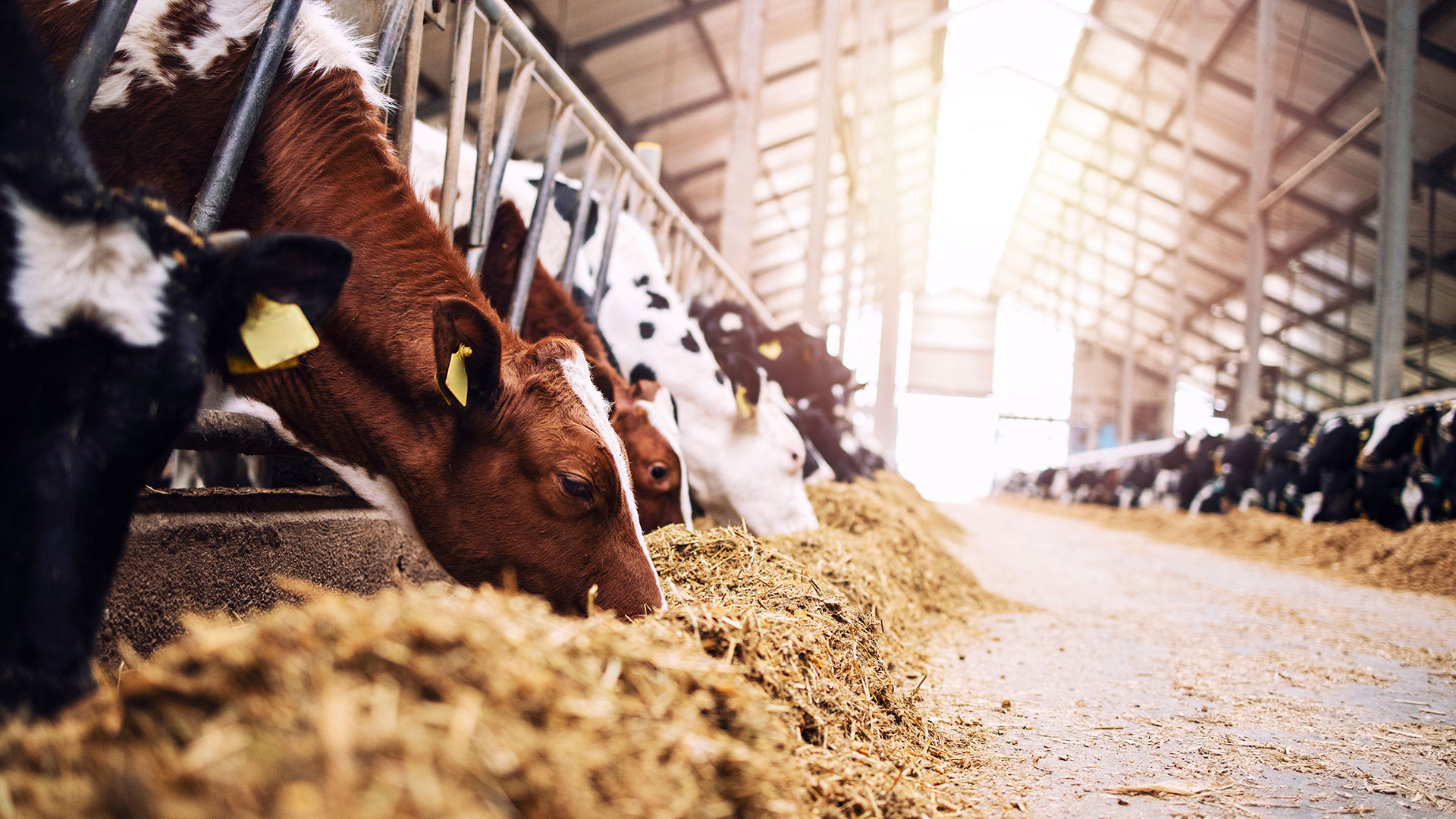 Herde gesunder Milchkühe beim Fressen in einer Reihe von Ställen in einem Maststall auf einem landwirtschaftlichen Betrieb