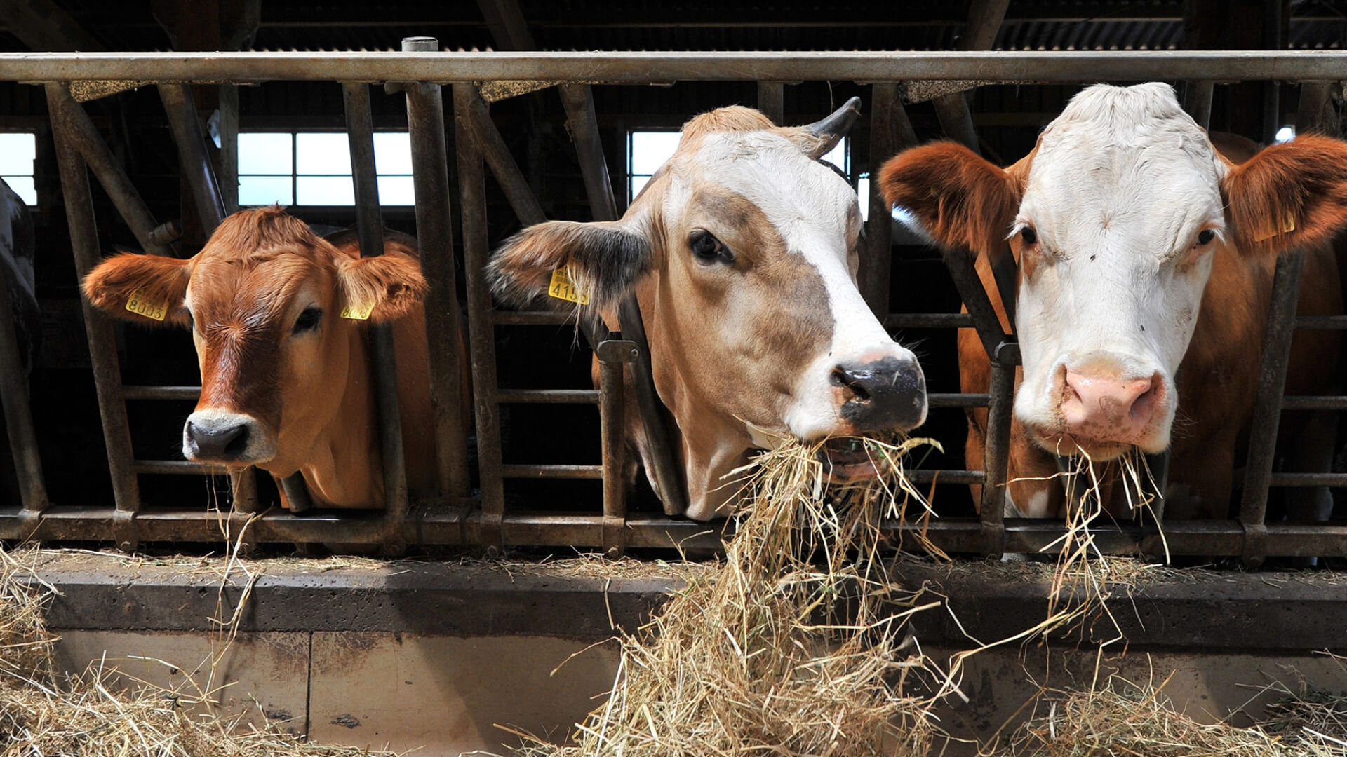 zwei Kühe in einem offenen Stall, Recycling von Abfällen in der tierverarbeitenden Industrie