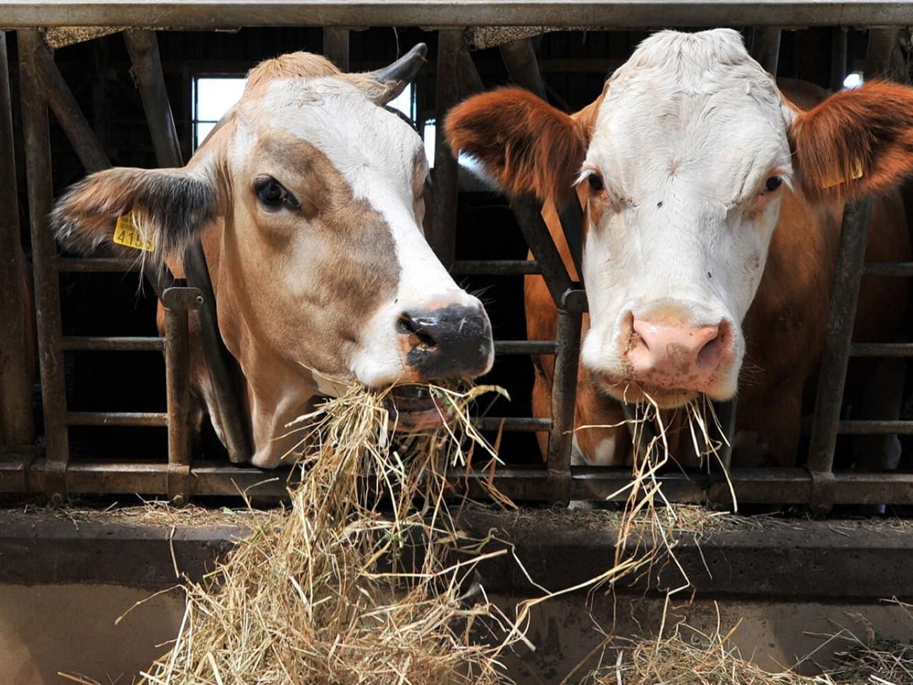 zwei Kühe in einem offenen Stall, Recycling von Abfällen in der tierverarbeitenden Industrie