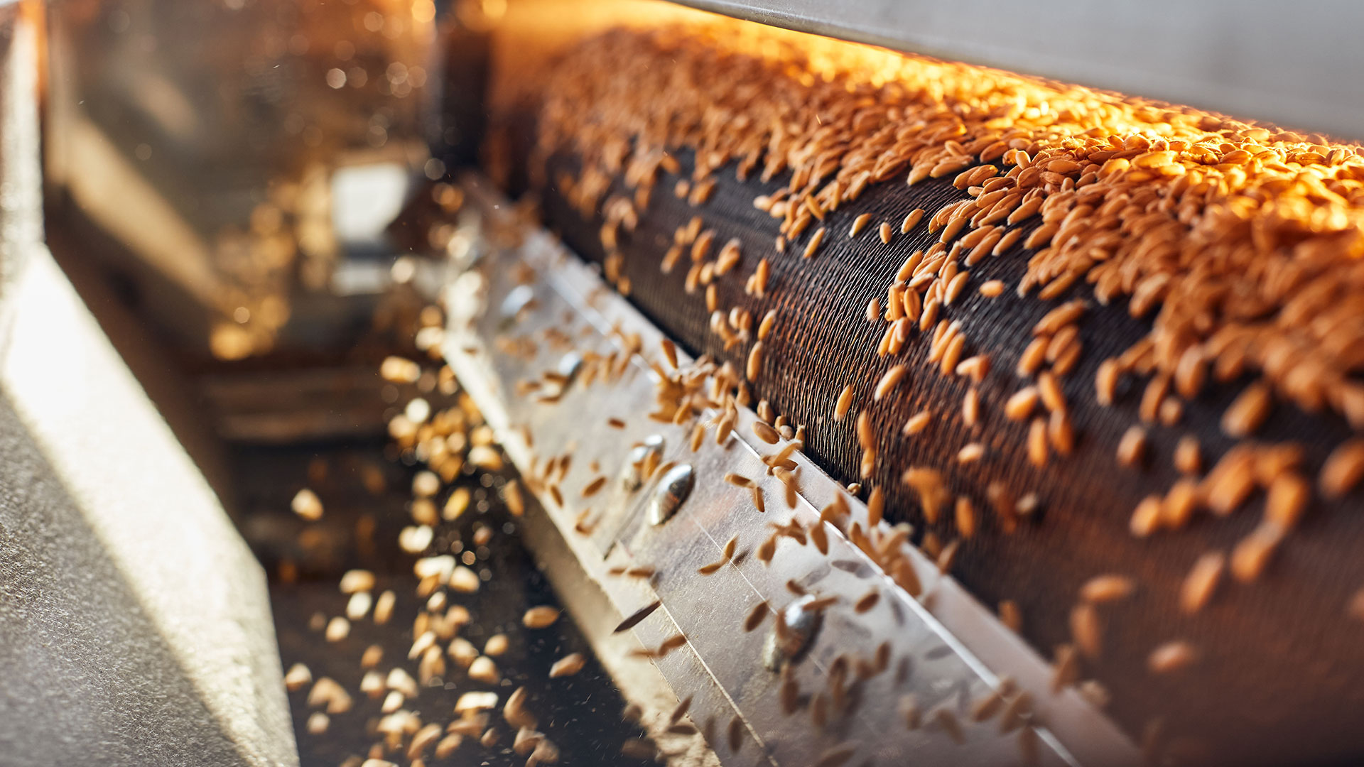 Maschinentrocknung von Weizenkörnern auf Förderband