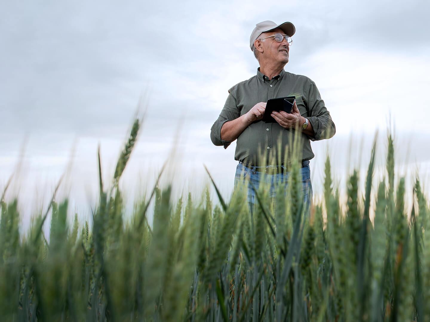 Ein Landwirt steht in einem Maisfeld mit einem Tablet in der Hand