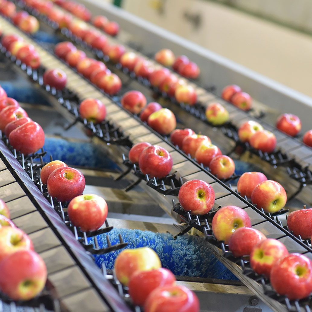 Transport von frisch geernteten Äpfeln in einer Lebensmittelfabrik. Sortierung und Verarbeitung von Obst