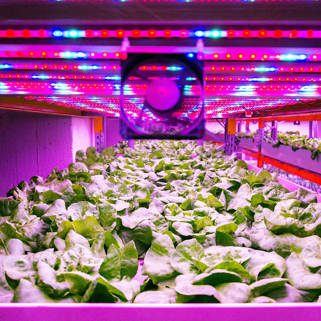 Ventilator und spezielle LED-Beleuchtungsgürtel über dem Salat in einem Aquaponik-System, das Fisch-Aquakultur mit Hydroponik kombiniert, um Pflanzen im Wasser unter künstlicher Beleuchtung in Innenräumen zu kultivieren