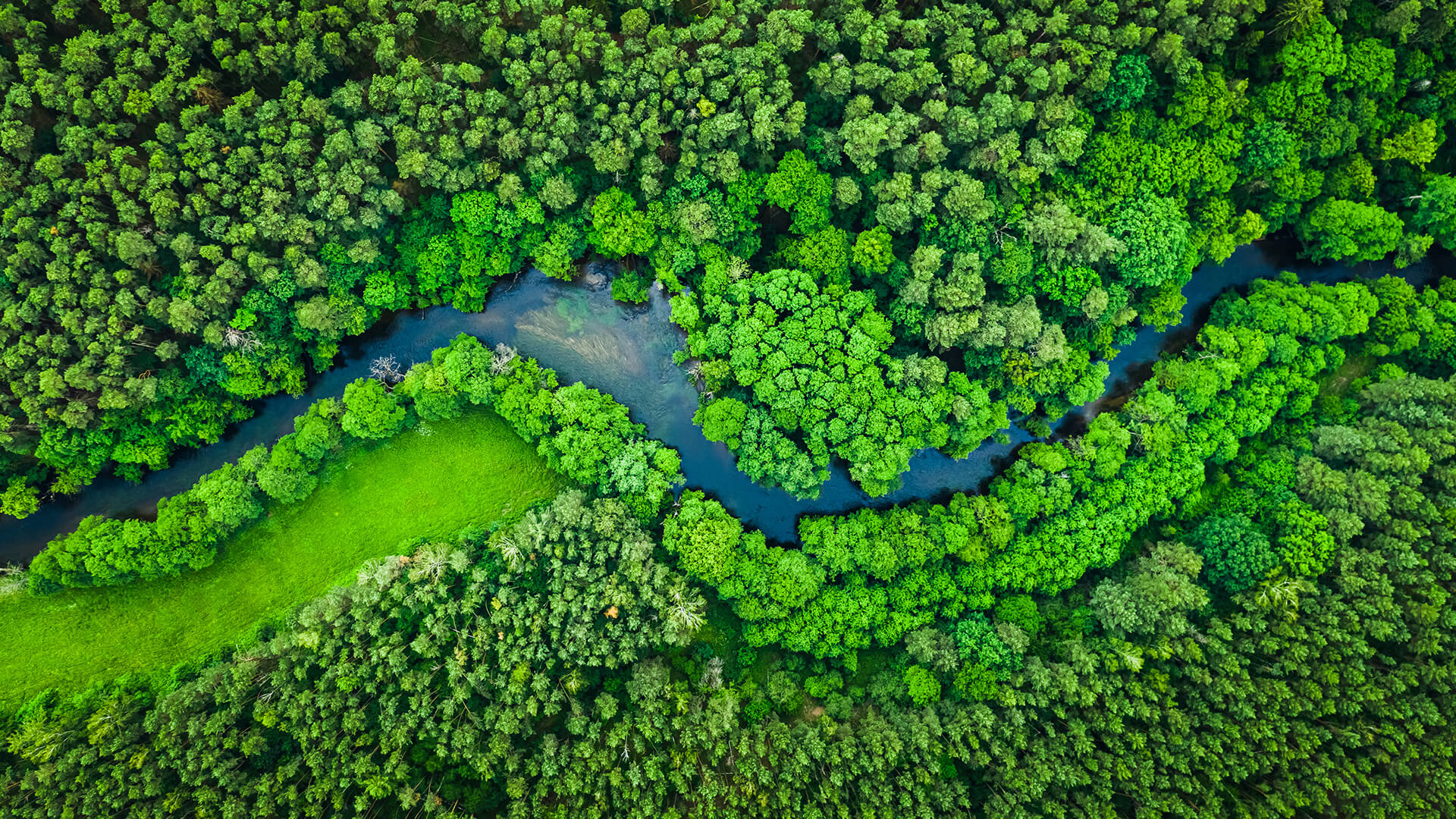 Ein Fluss schlängelt sich durch einen Wald