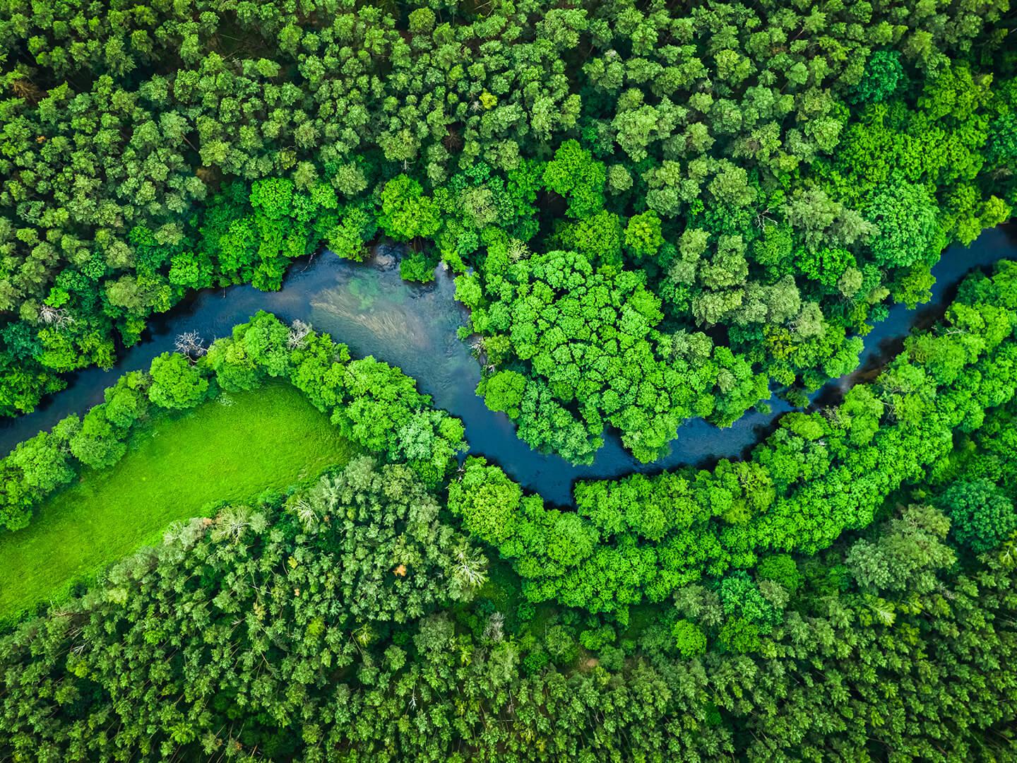 Ein Fluss schlängelt sich durch einen Wald