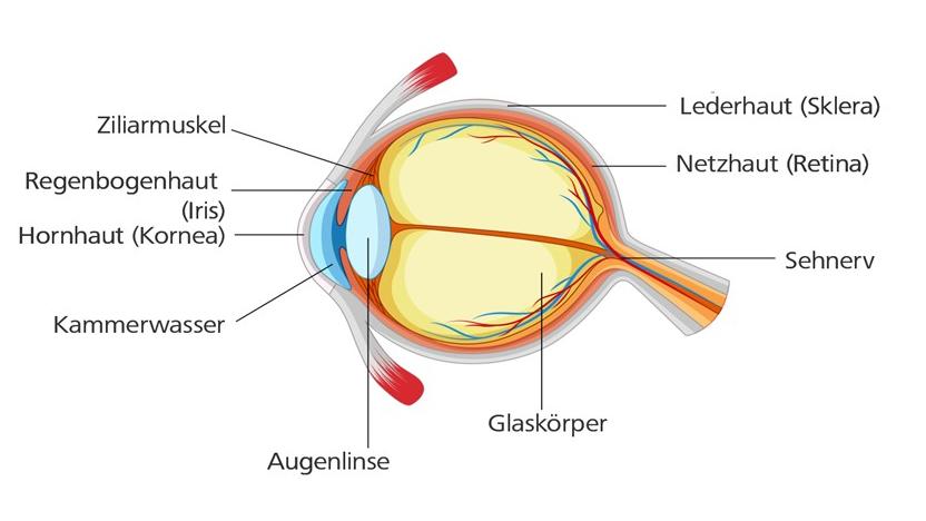 Gesundes Auge