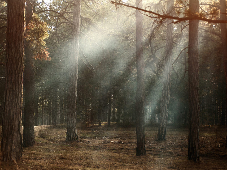 Ein Bild mit einem Wald an einem trockenen Tag, Sonnenstrahlen scheinen durch die Bäume. 