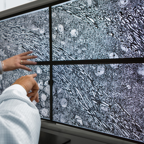 Ein Bild mit vier Bildschirmen, die Aufnahmen zeigen, die mit dem ZEISS MultiSEM Mikroskop erstellt wurden. 
