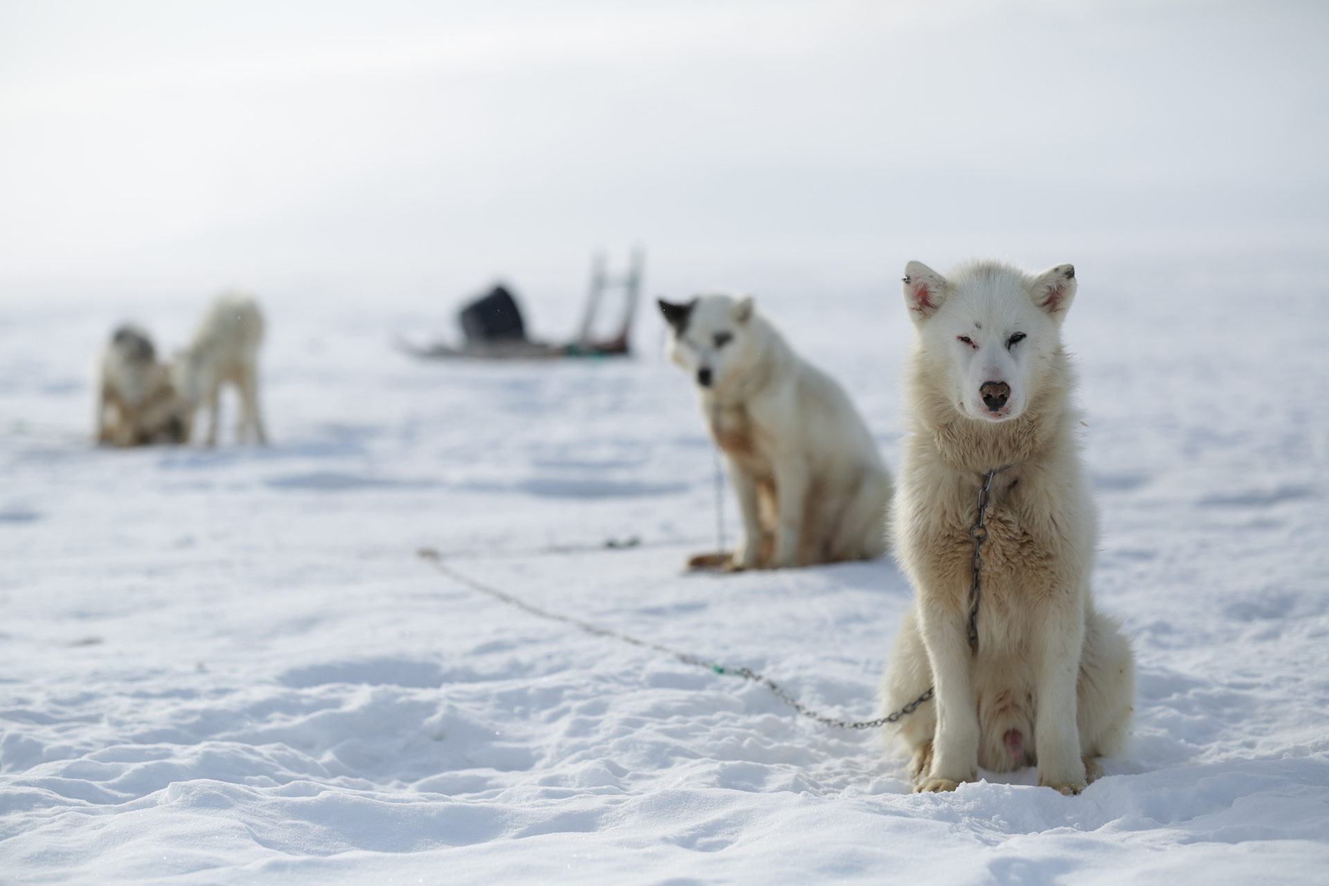 Hundeschlitten in Grönland